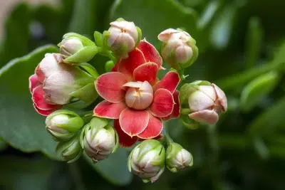 Kalanchoé en fleurs