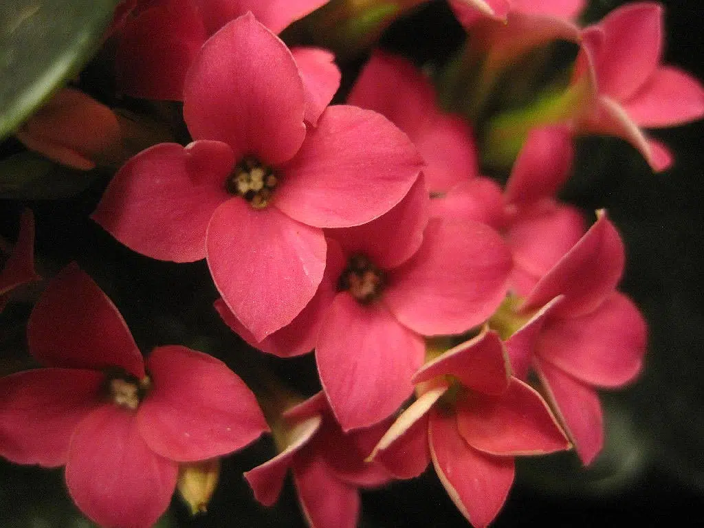 Kalanchoe