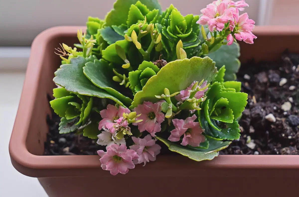 Kalanchoe - plante succulente