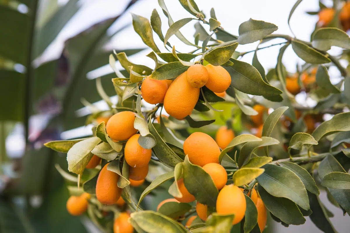 Kumquat