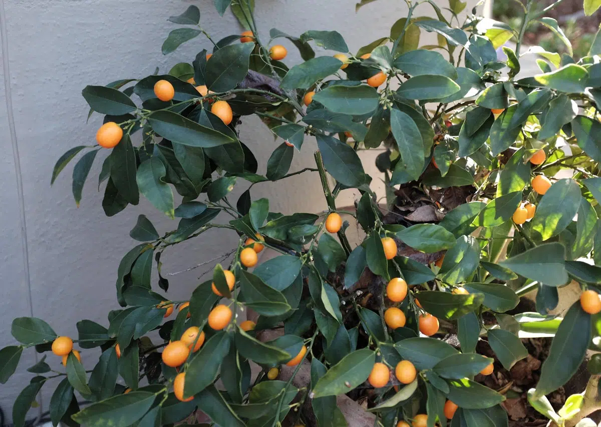 Kumquat