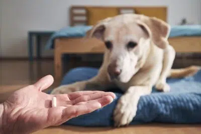 Médicament chien ou chat