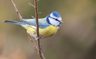 Ces oiseaux présents dans nos jardins toute l’année