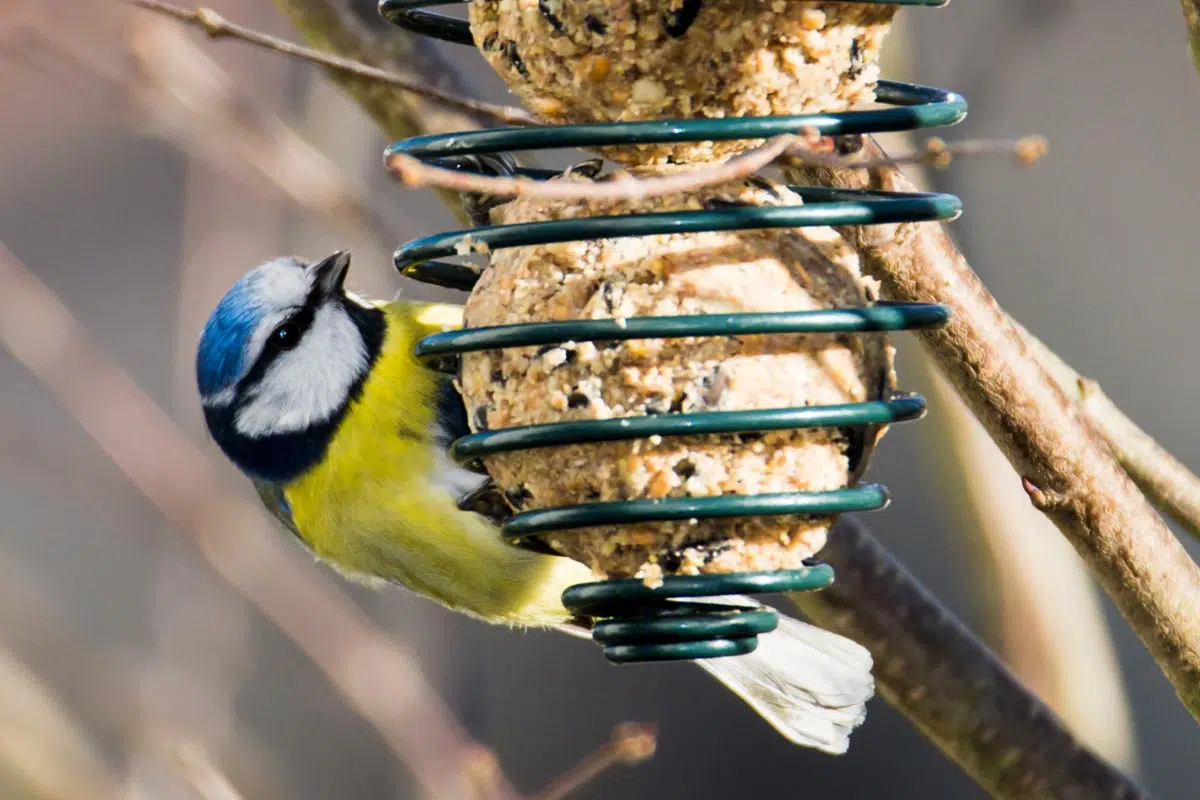 Mésange bleue