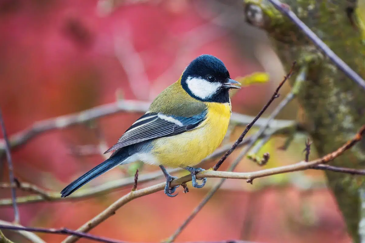 Mésange charbonnière