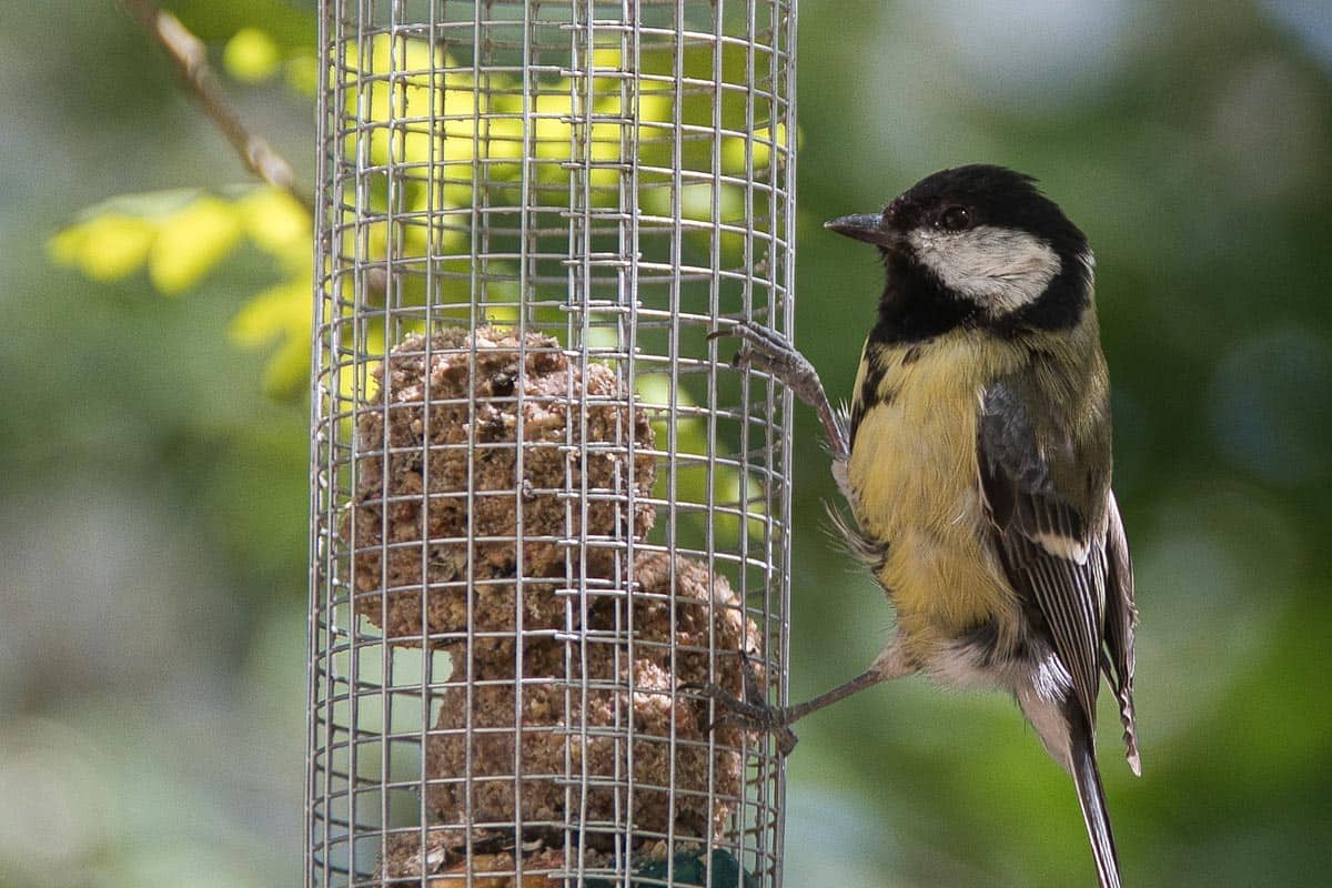 Mésange charbonnière
