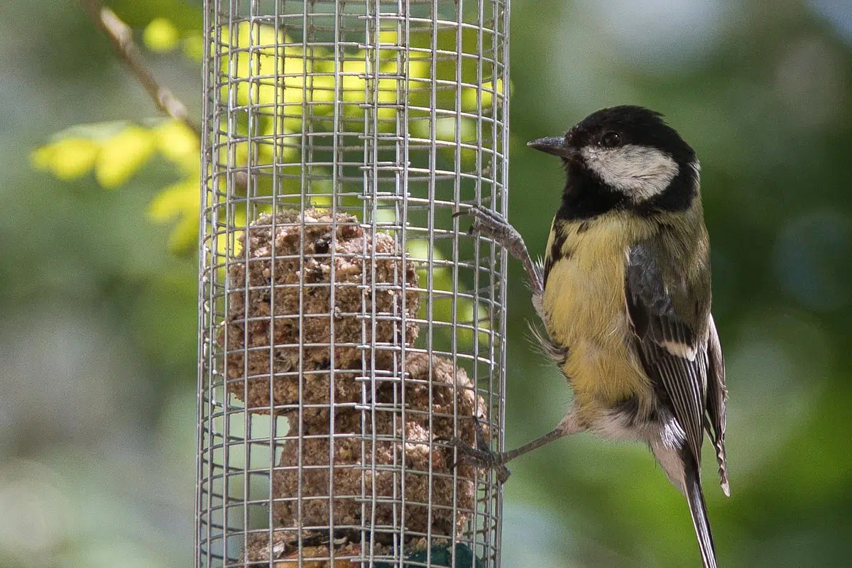 Mésange charbonnière