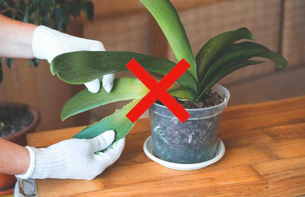 2 conseils horticulteur
