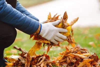 Ramasser les feuilles mortes devant chez soi.