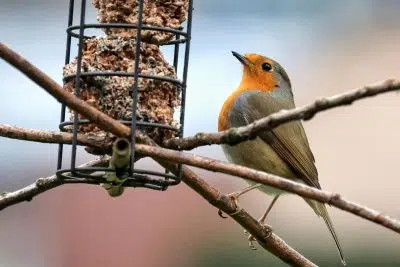 Nourrir les oiseaux l'hiver (version longue) – biodiversité