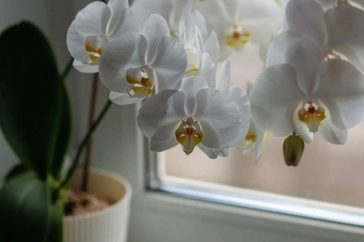 Orchidée luminosité