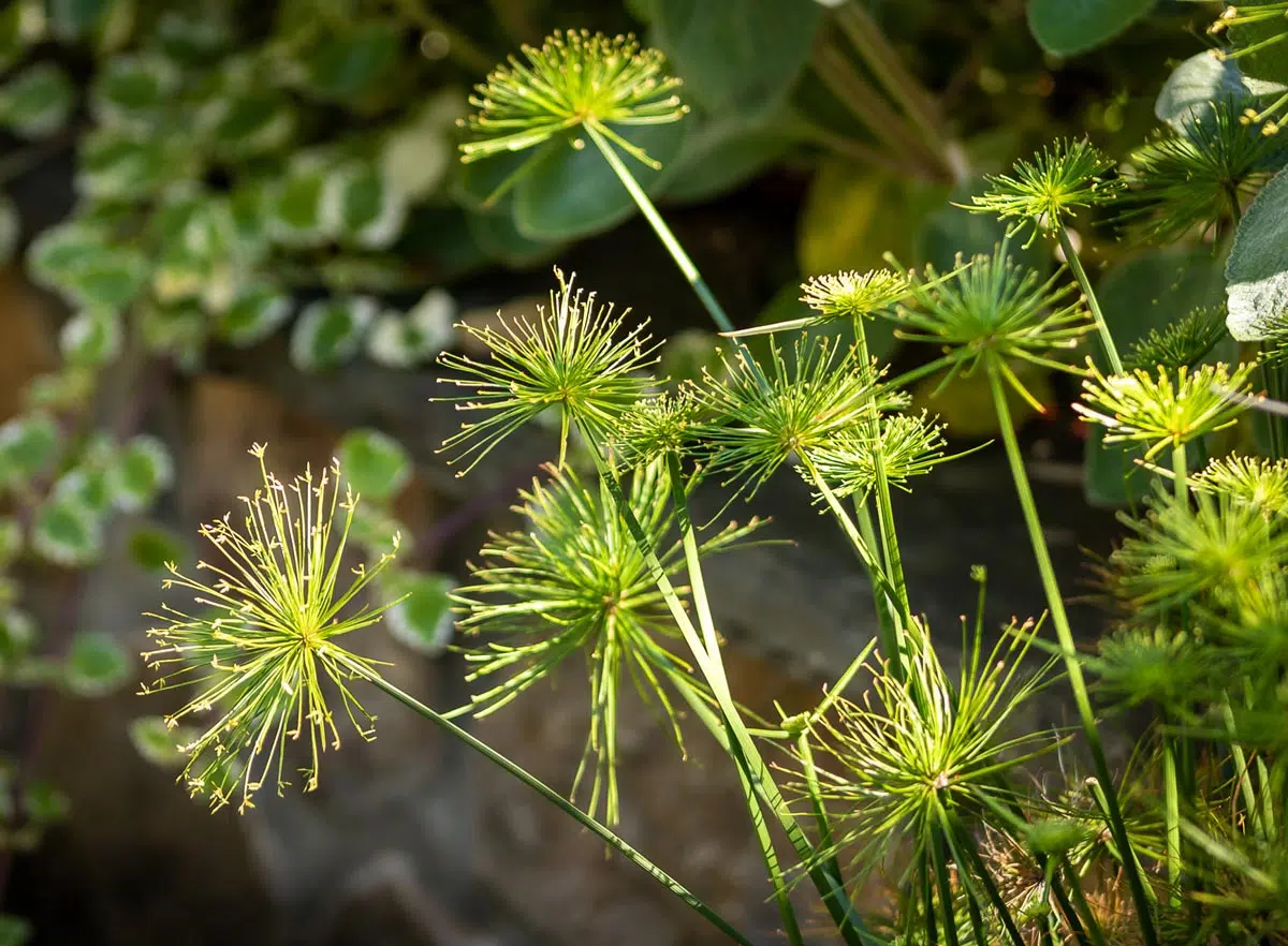 papyrus plante