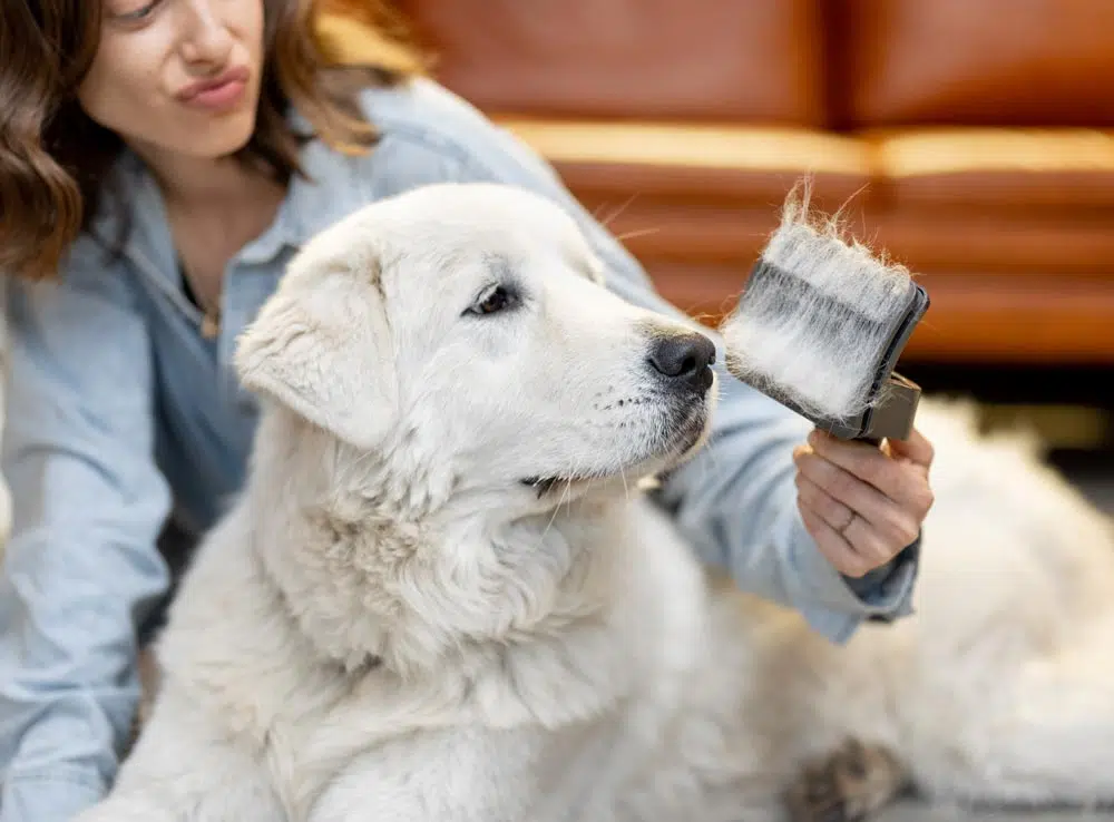 Mue et perte de poils chez le chien