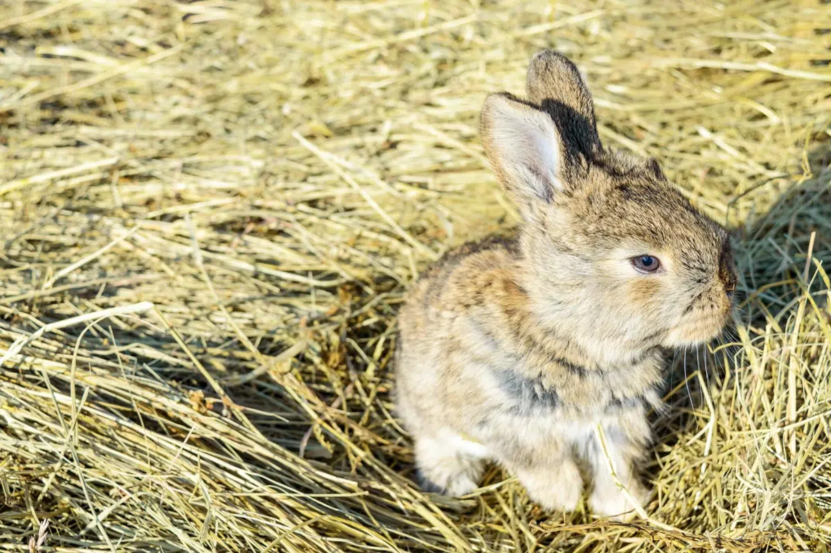 Jeune lapin