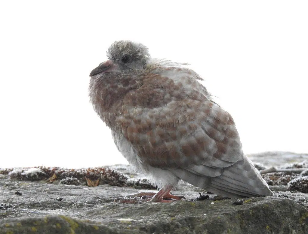 Jeune pigeon qui vient de quitter le nid