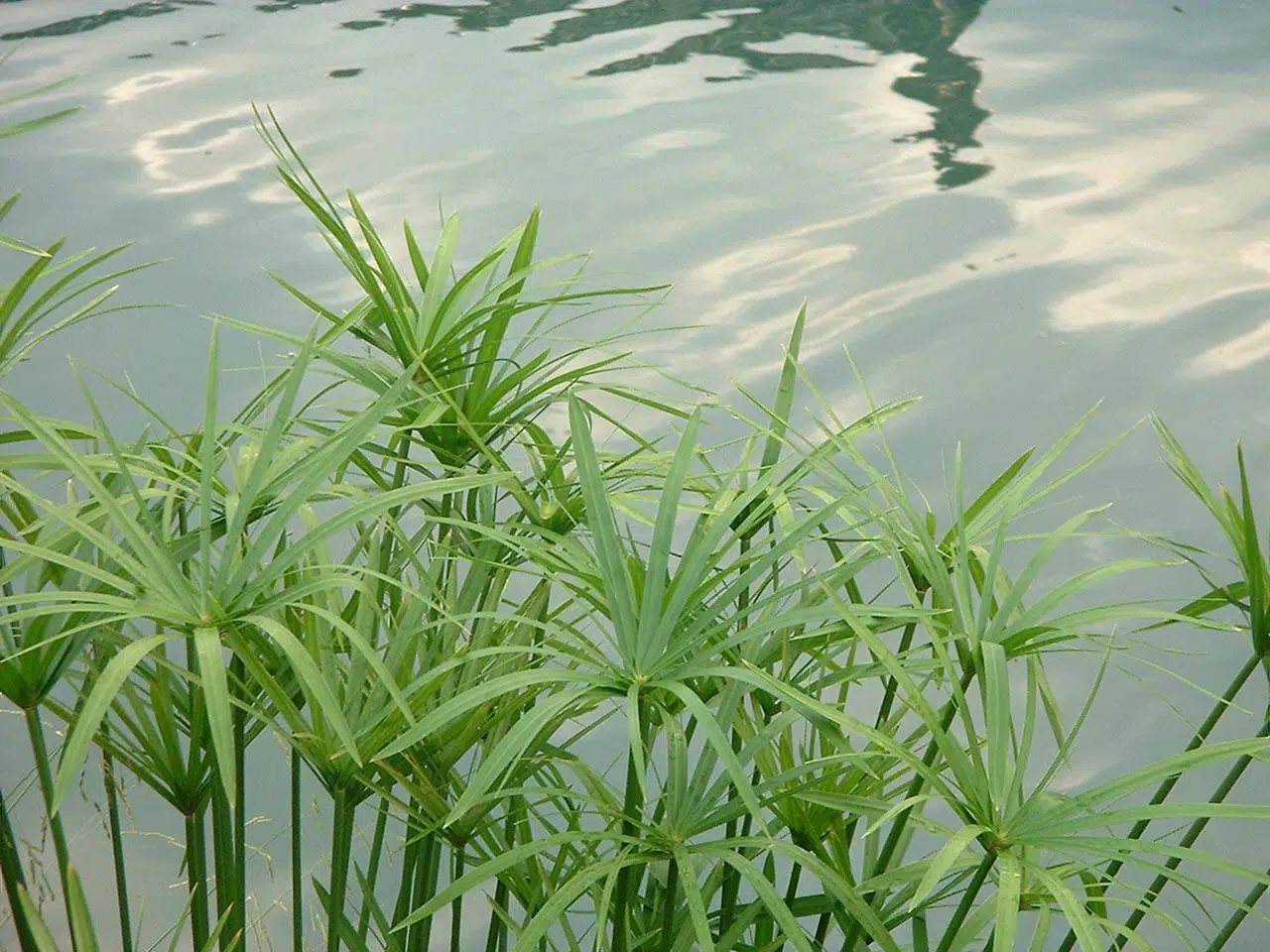 Plante des marais