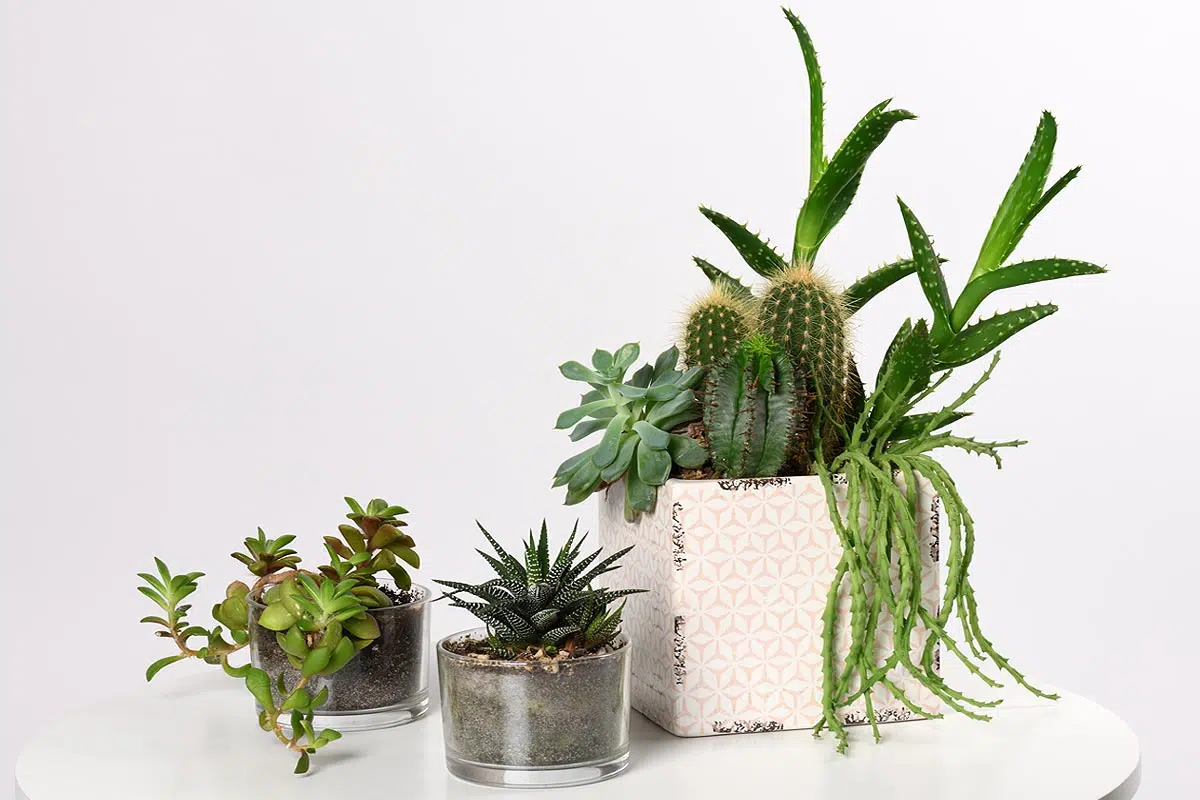 Plantes succulentes