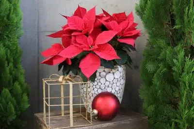 Poinsettia