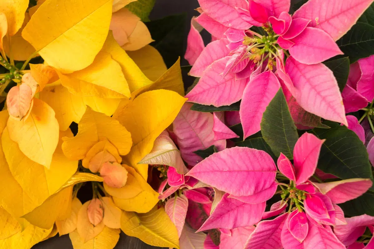 Poinsettia rose