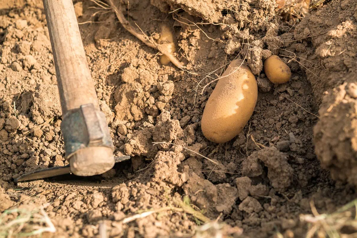 Laisser les pommes de terre dans le sol
