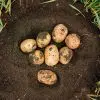 Est-ce qu’on peut conserver les pommes de terre dans la terre pendant l’hiver ?