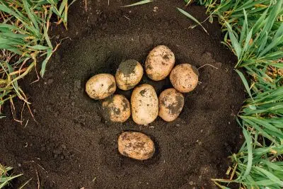 Est-ce qu’on peut conserver les pommes de terre dans la terre pendant l’hiver ?