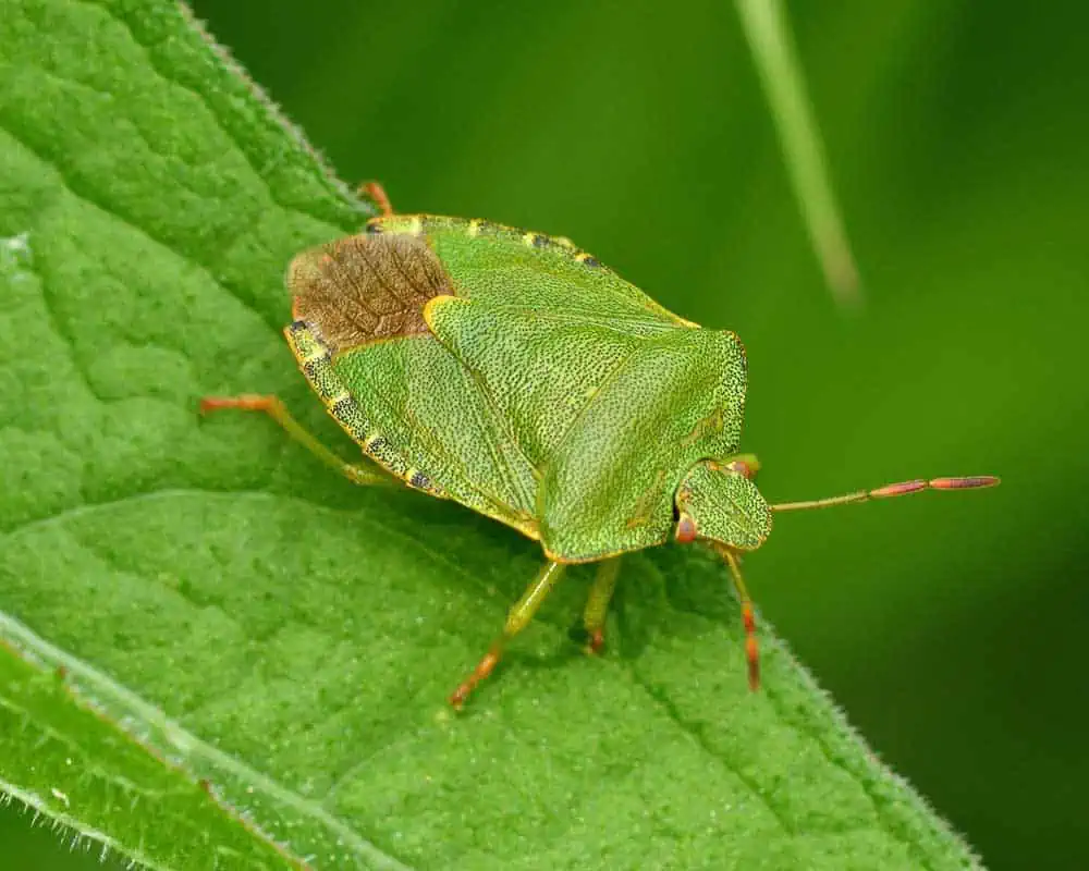 Punaise verte