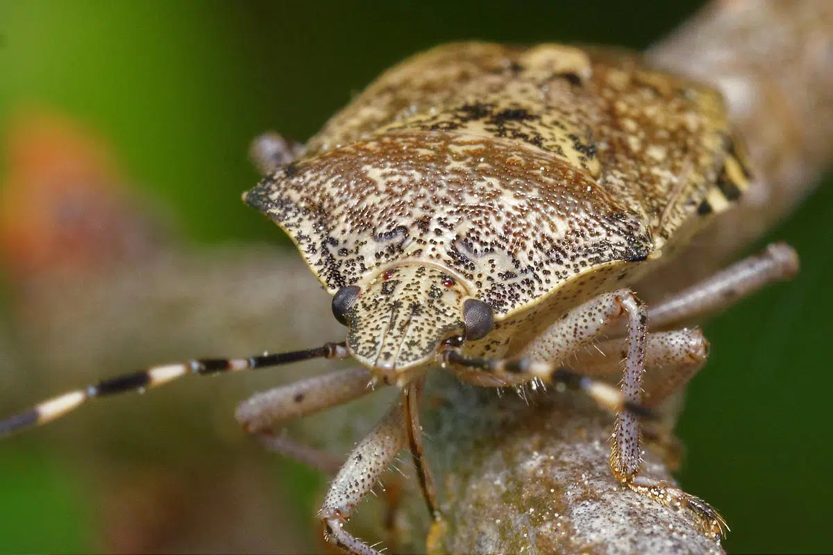 Portrait de la punaise nébuleuse