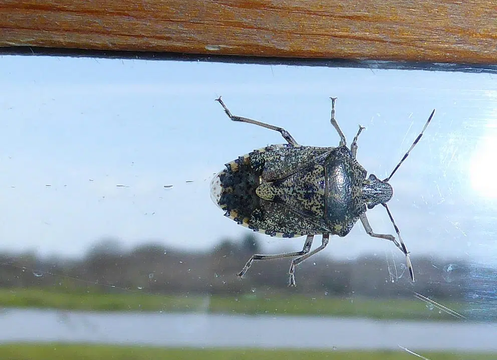 Présence de punaises dans la maison