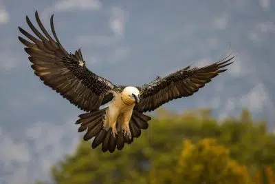 Quel est le rapace le plus grand au monde