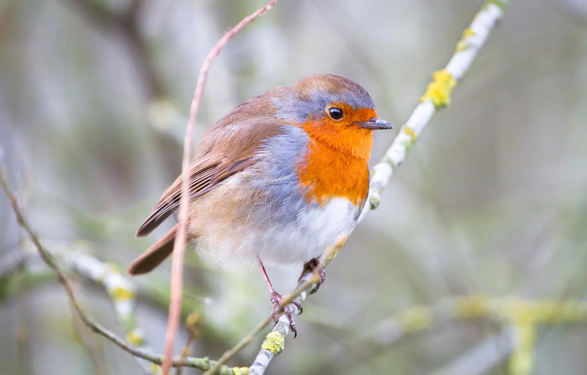 Portrait du rouge-gorge