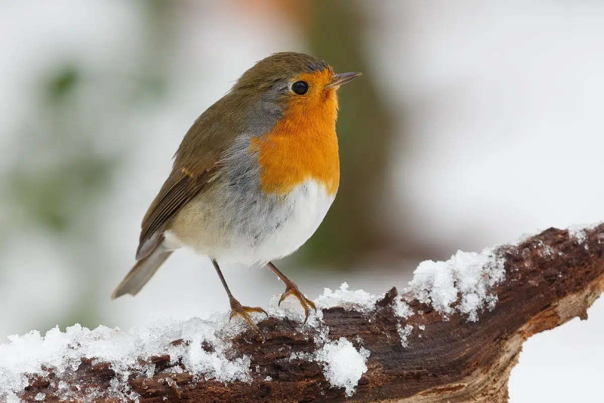 Rouge-gorge qui cherche de la nourriture cet hiver