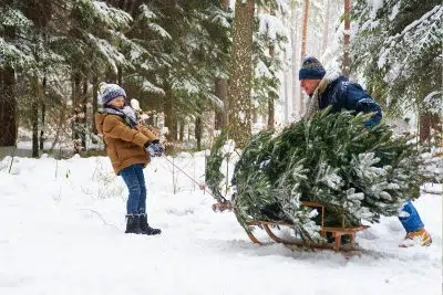 réutiliser un vrai sapin de Noël