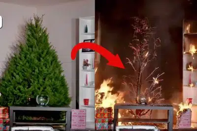 Sapin de Noël, un brasier potentiel