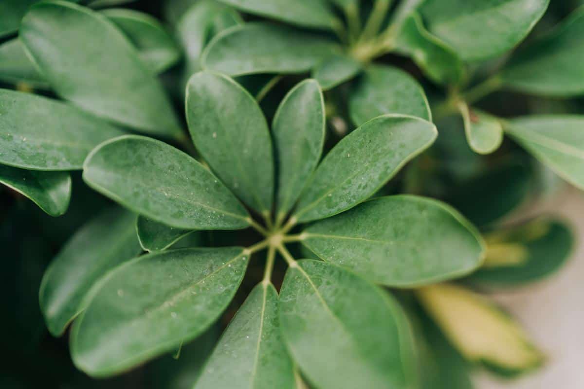 Schefflera arboricola