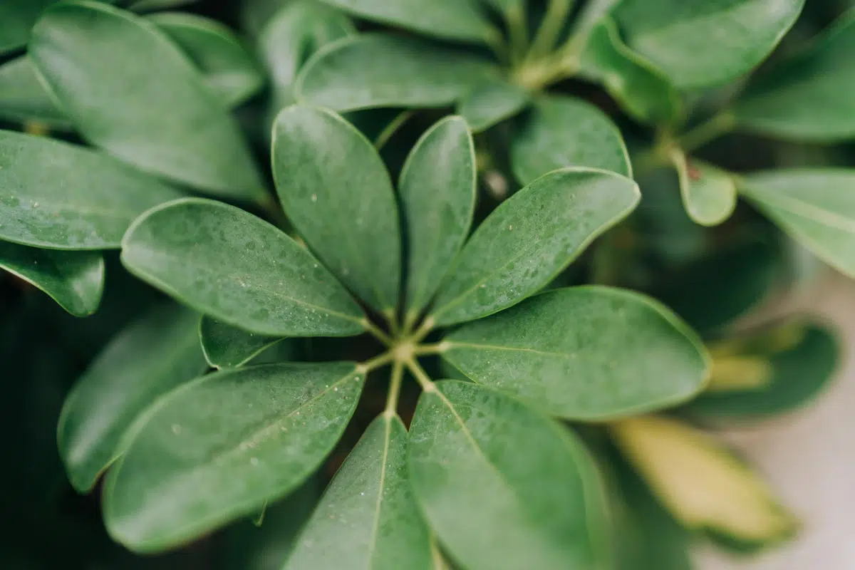 Schefflera arboricola