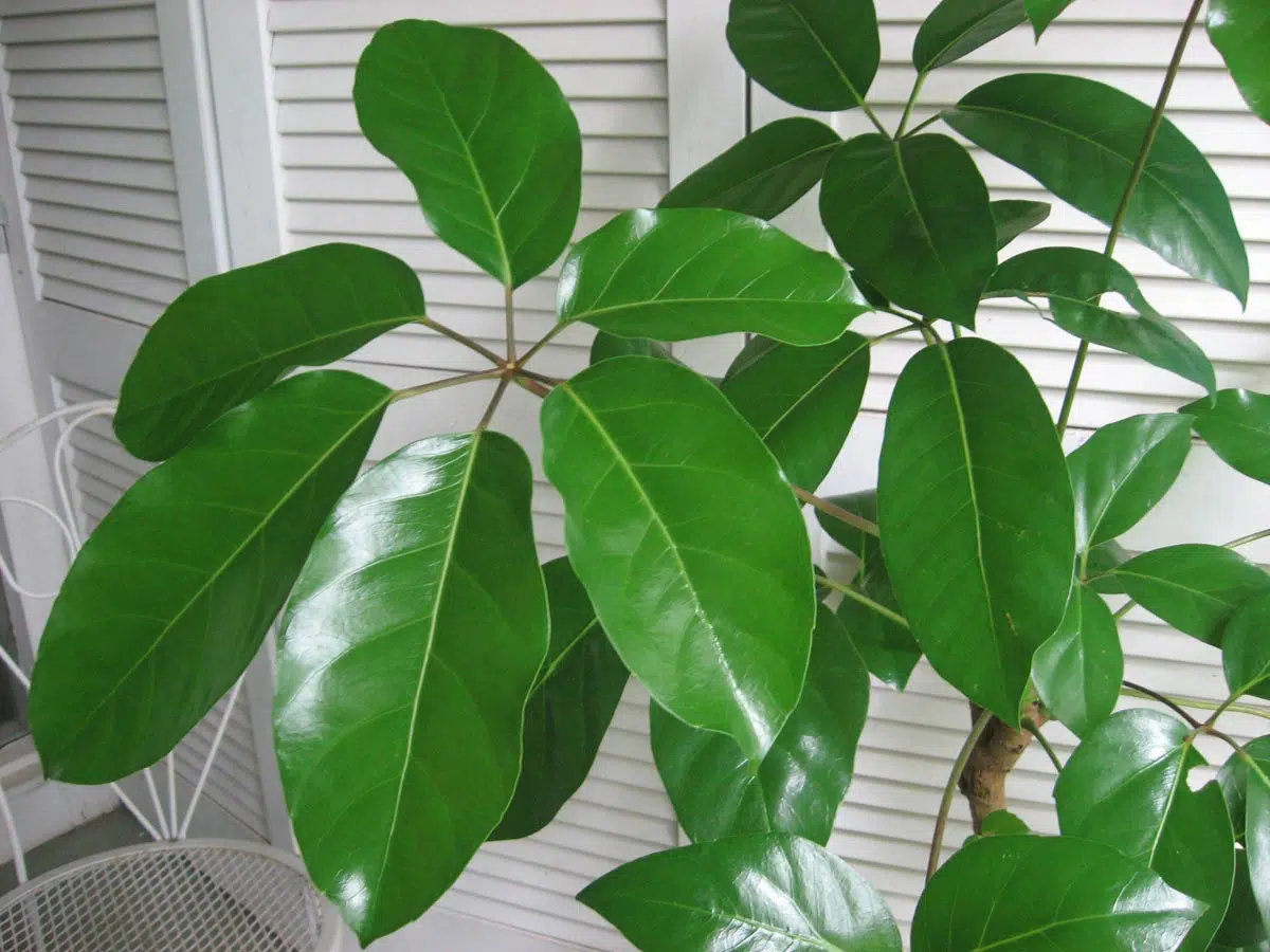 Schefflera en pot