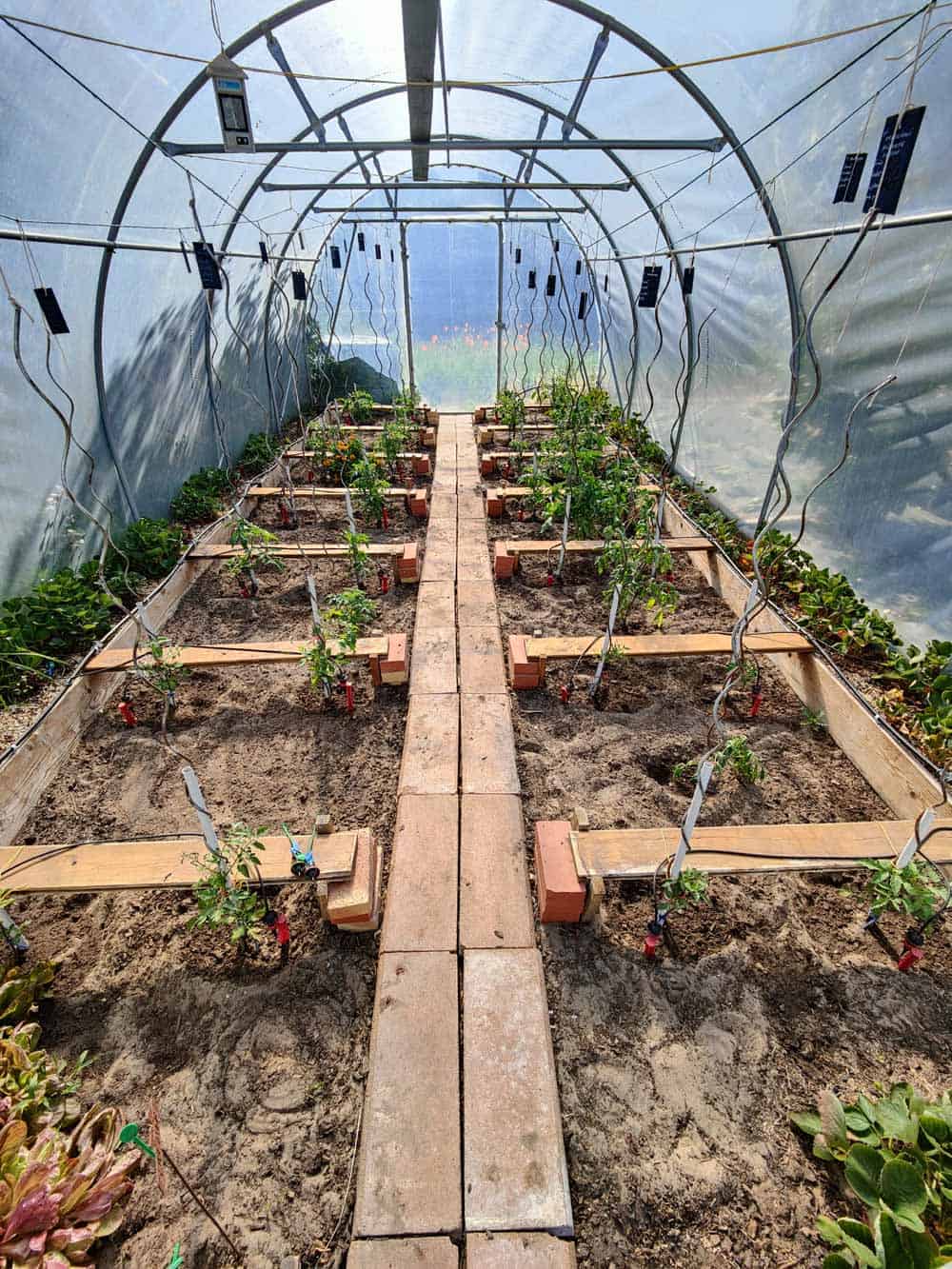 Serre tunnel avec des jeunes plants de tomate.