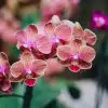 Meilleur terreau orchidée