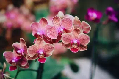 Meilleur terreau orchidée