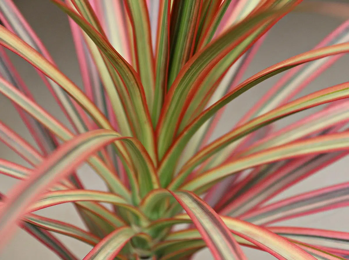 Dracaena Colorama