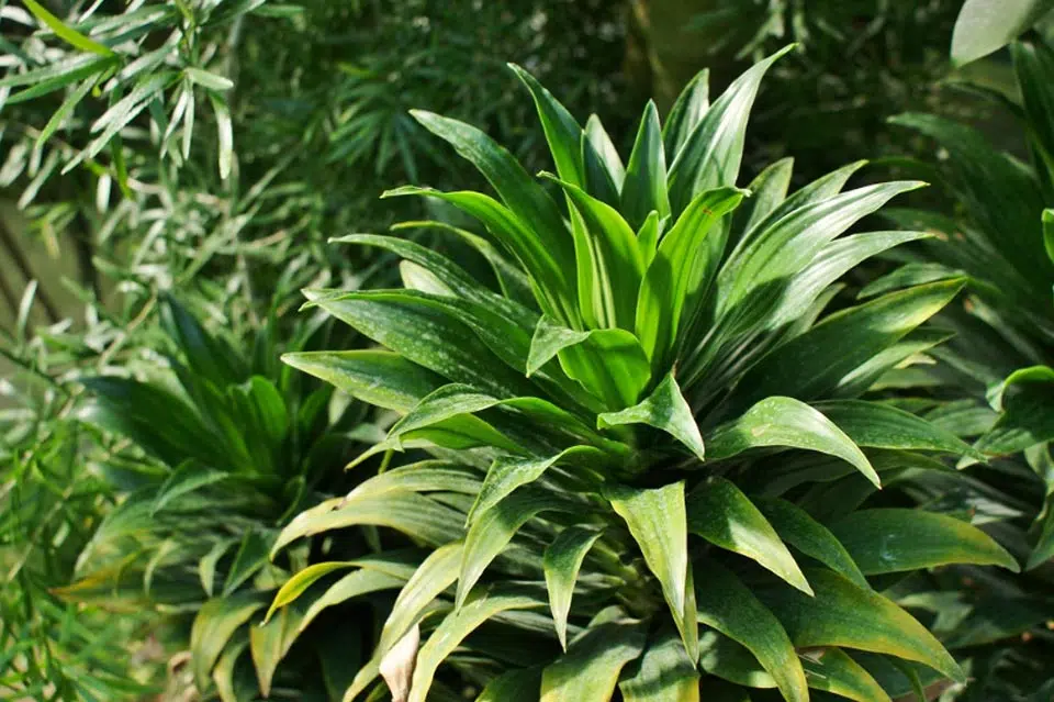 Dracaena deremensis Compact