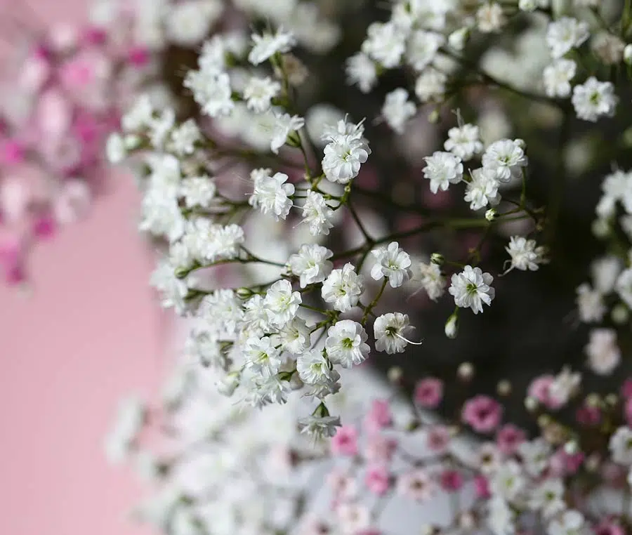 Gypsophila paniculata