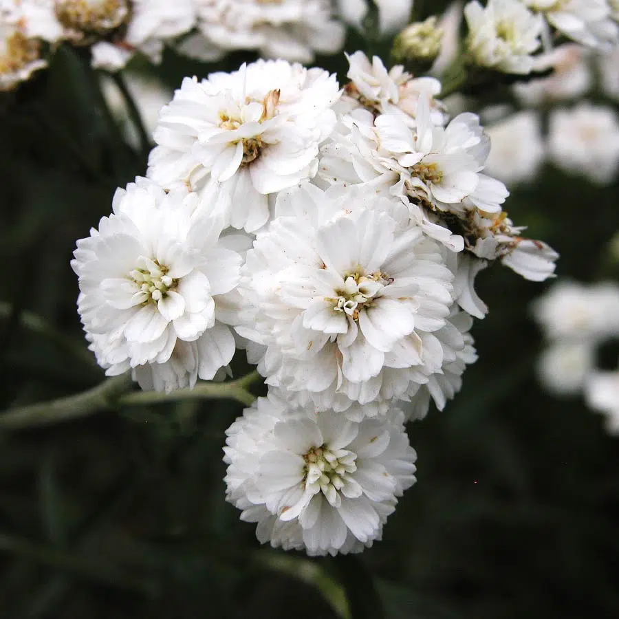 gypsophile