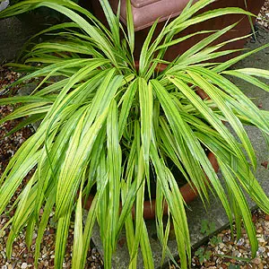 L'Hakonechloa