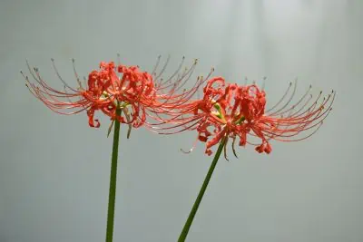 Lycoris radiata