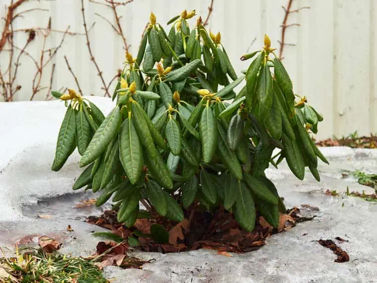Rhododendron en hiver