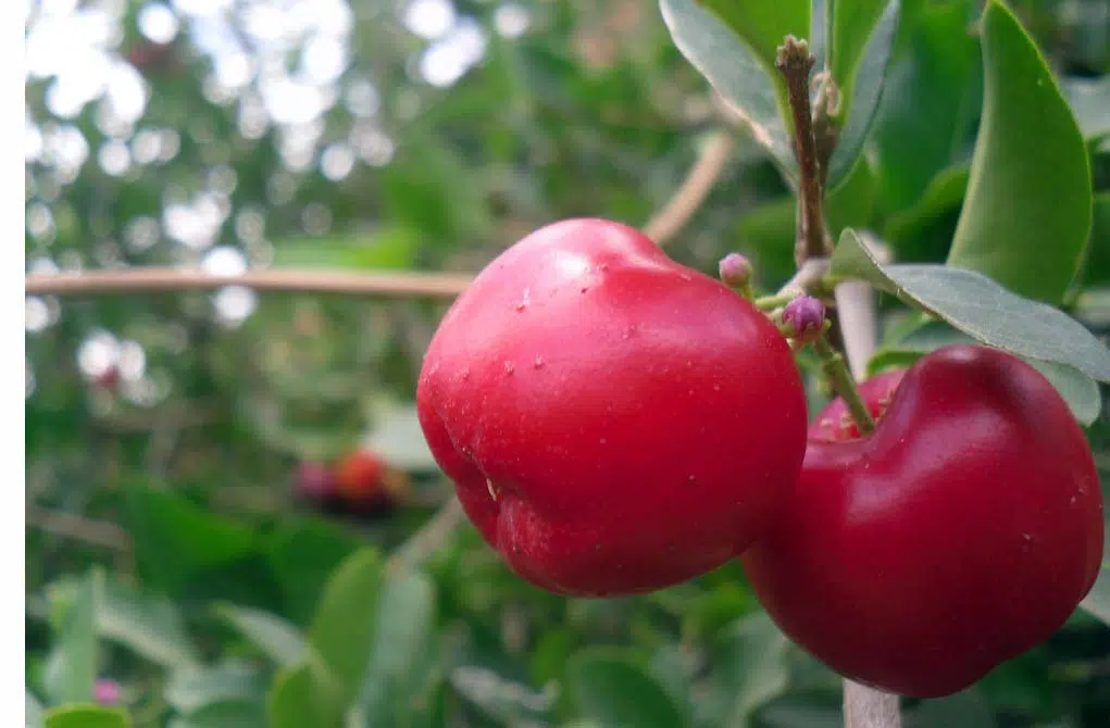 Acerola