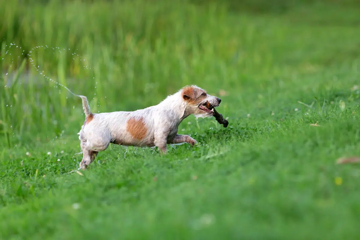 Différence entre les Jack Russell terrier et Russell du Révérend