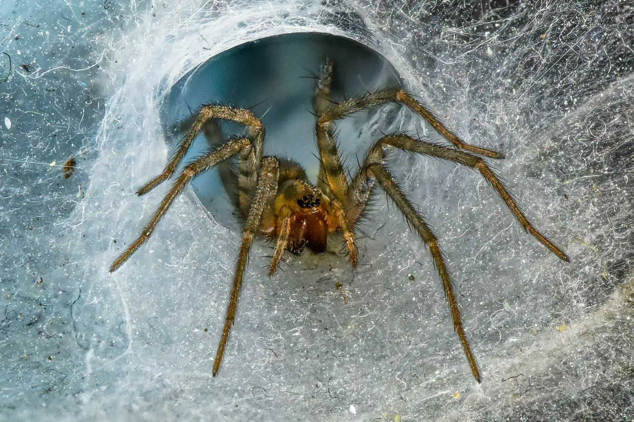 Araignée Tegenaria Domestica marchant dans sa toile.